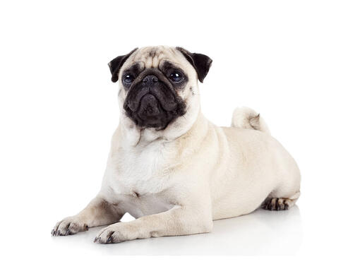 Pug purina hotsell